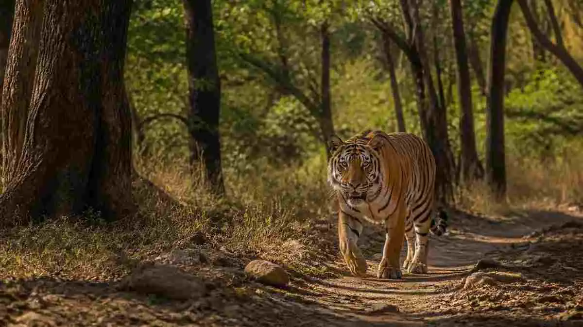 Wildlife / Ecotourism In Rajasthan