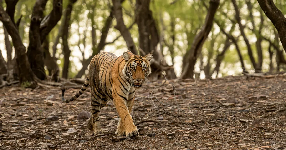 Corbett National Park