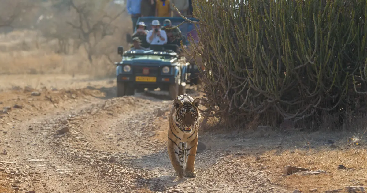 Ranthambore - Hear the Roar of the Tiger